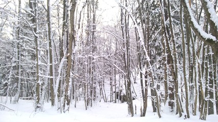 Bosque blanco