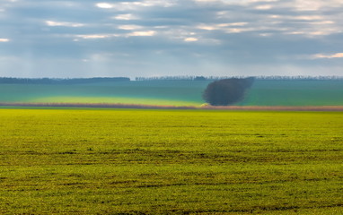 Emerald fields. Spring fog. Winter culture. Agricultural landscape.