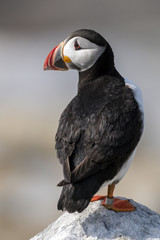 Atlantic Puffin looking over his shoulder