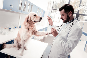 Sit straight. Attentive veterinary bowing head and looking at paw while standing in semi position