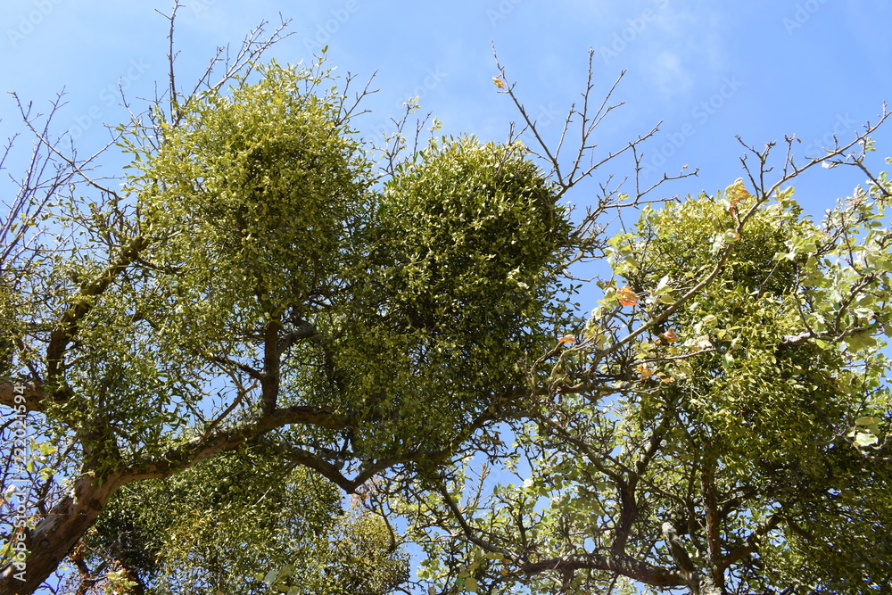 Sticker Apfelbaum mit Mistelzweig