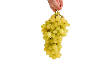 White bunch of grape in hands  isolated on white background