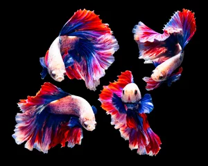 Foto op Canvas The moving moment beautiful of siamese betta fish or splendens fighting fish in thailand on black background. Thailand called Pla-kad or biting fish. © Soonthorn