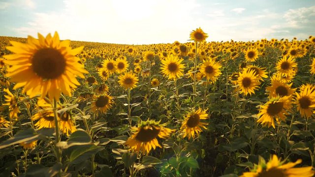 Sunset over the field of sunflowers against a cloudy sky. Beautiful summer landscape agriculture. slow motion video. field of lifestyle blooming sunflowers on a background sunset. harvesting