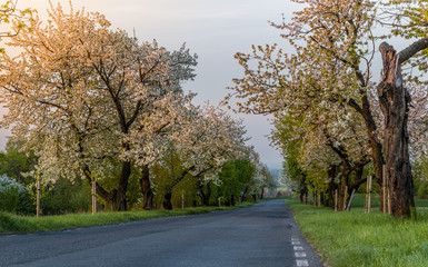 droga z kwitnącymi czereśniami wiosną