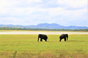 二匹の象
