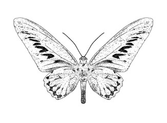 Monochrome stylized butterfly contour on white background.