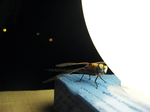 Lib&eacute;lula Azul