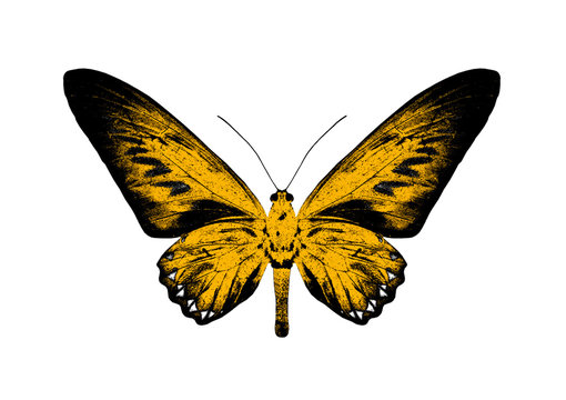 Silhouette of a yellow butterfly isolated on white background.