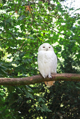 snowy owl sitting on a branch in an aviary