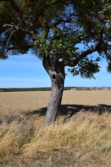 Apfelbaum mit Mistelzweig