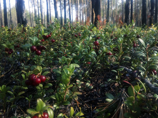 A beautiful red bilberry berry grows in the forest in the autumn time