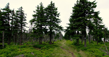 Ścieżka prowadząca przez świerkowy las - spacer niebieskim górskim szlakiem