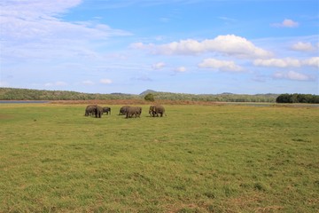 Fototapeta na wymiar 野生の象の家族