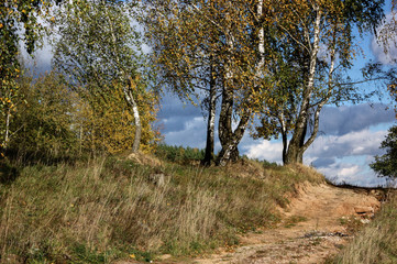 Birches in the field against the blue sky before the storm