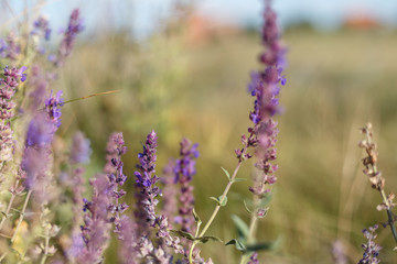 Surprisingly beautiful colorful floral background. Salvia flowers in rays of summer sunlight in outdoors on nature macro, soft focus. Atmospheric photo, gentle artistic image
