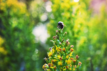 Bumblebee sits on top of a flower