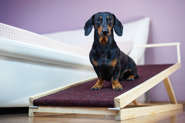 A dachshund dog, black and tan, sits on a home ramp. Safe of back health in a small dog. - Powered by Adobe