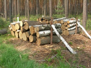 Ściete pniaki i polana w lesie latem © Ewa