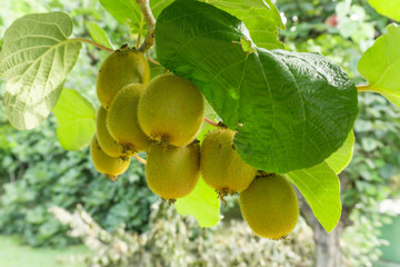 Kiwifruit /Chinese gooseberry (Actinidia sp.) on the vine tree. Kiwifruit is native to China and wide spread to the world