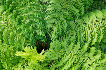 fern in the forest
