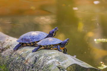 Obraz premium animal