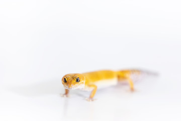 Adorable leopard gecko isolated on white background