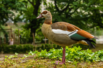 Bird on stone wall