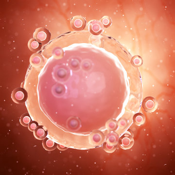 3d rendered medically accurate illustration of an unfertilized egg cell