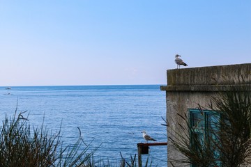 Seagulls and sea 
