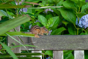 Chipmunk on Park Bench with Hydrangea