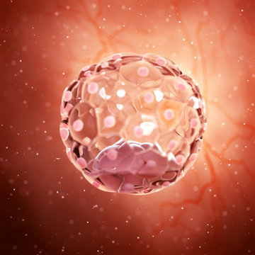 3d rendered medically accurate illustration of a blastocyst