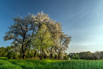 kwitnące drzewa czereśni wiosną © Henryk Niestrój