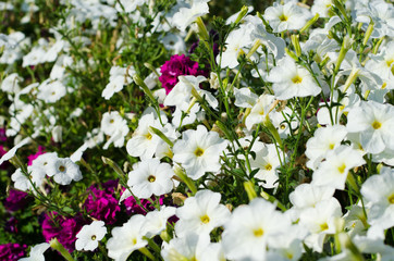 White and Burgundy Petunia flowers in the garden.
