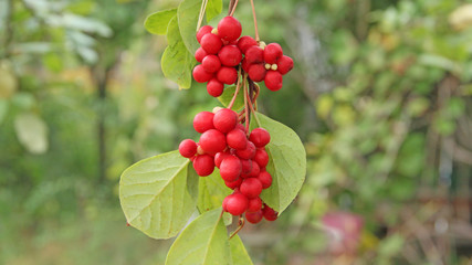 Branches of red schisandra. Schizandra chinensis plant with fruits on branch