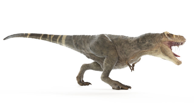 3d rendered medically accurate illustration of a T-rex