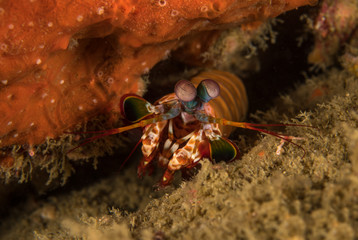 Peacock Mantis Shrimp, Odontodactylus Scyllarus.