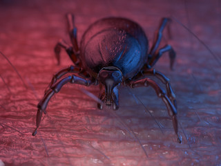 3d rendered illustration of a tick on skin