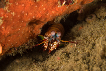 Peacock Mantis Shrimp, Odontodactylus Scyllarus.