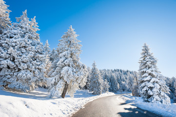 Winter road with snow-covered trees. Beautiful winter landscape at sunny day