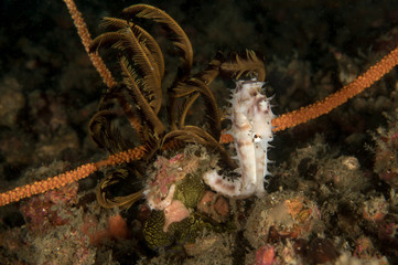 White Thorny Seahorse, Hippocampus Histrix.