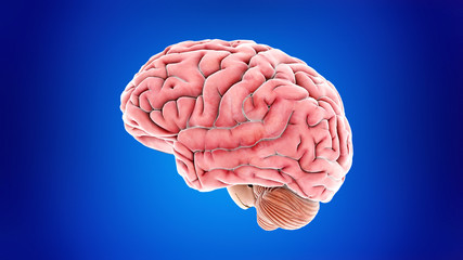 3d rendered medically accurate illustration of the human brain