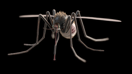 3d rendered illustration of a mosquito