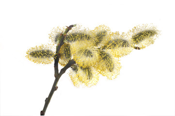 Branch of a willow blossoms with yellow furry colors