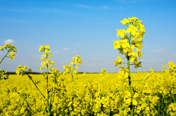 Charming spring landscape with yellow rape against blue sky background