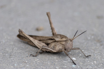 grasshopper on a gray background