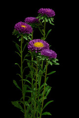 Fototapeta premium Blooming purple Aster flowers with leaves. Full depth of fild. Isolated on black background.