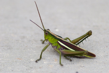 grasshopper on the floor