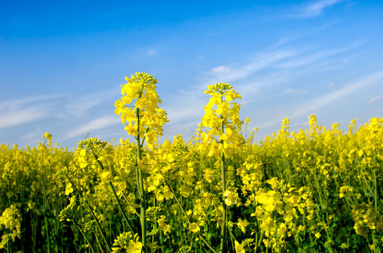Charming summer landscape with two flowers of rape on the background of blue sky (couple, lovers - concept)