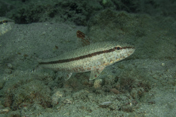 The Freckled Goatfish, Upeneus Tragula.